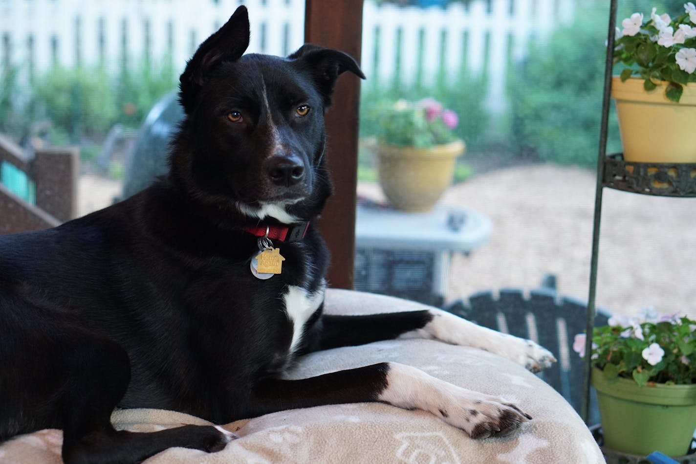 When we left for the weekend, Angus was hanging out on the back porch peacefully. But still I fretted about how he and the pet sitter would get along.