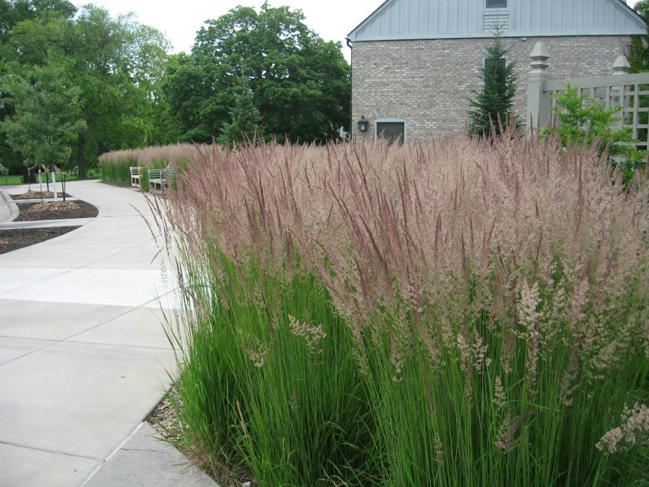 Karl Foerster grass can add interest to a winter garden.