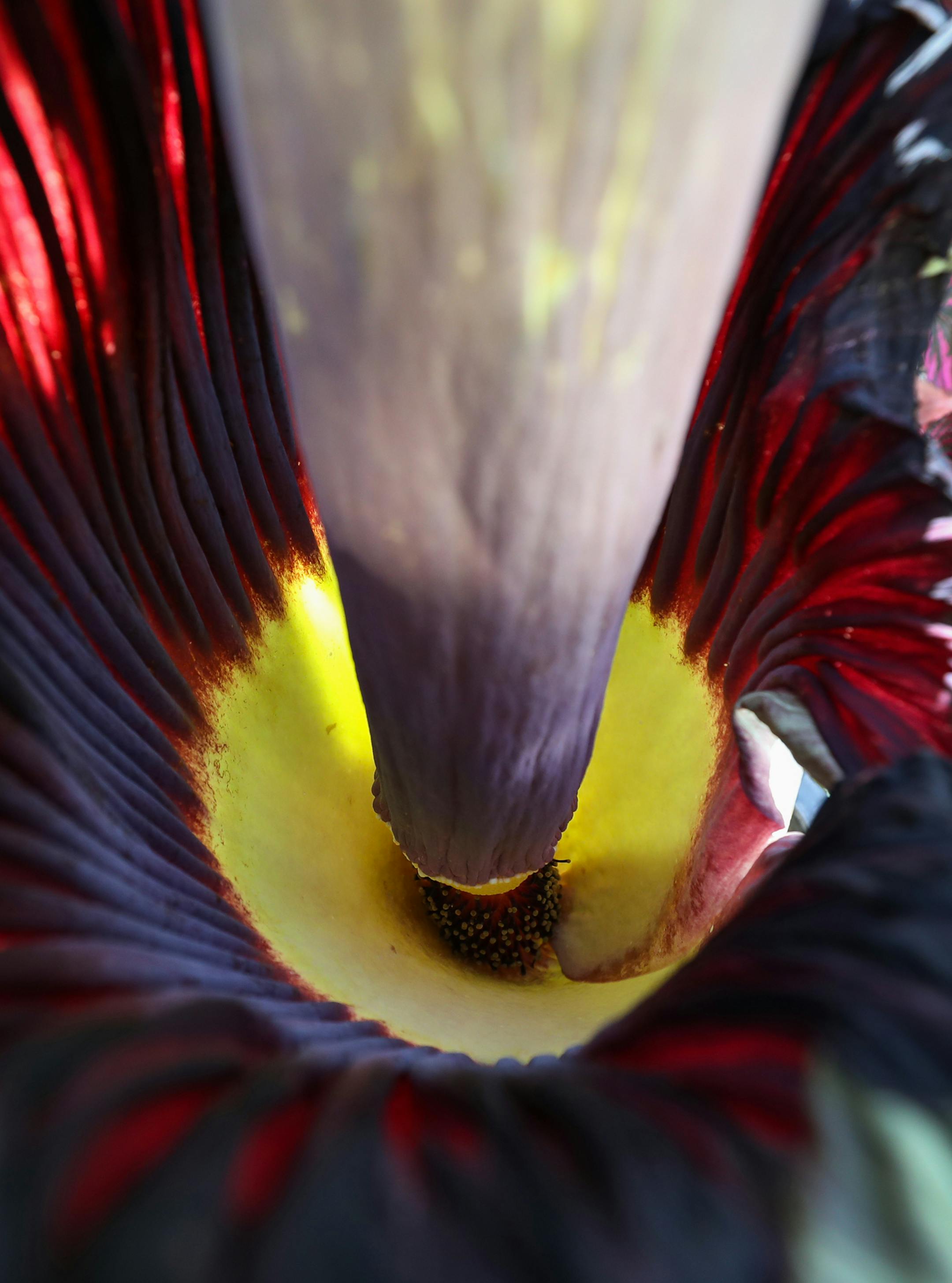A look down inside the University of Minnesota College of Biological Sciences' corpse flower which has bloomed for the first time in three years. ] Shari L. Gross • shari.gross@startribune.com Waiting until the first day of spring, the U's nose-toriously stinky corpse flower has bloomed at the school's St. Paul campus. It's been three years since the U of Minnesota's corpse flower has bloomed.