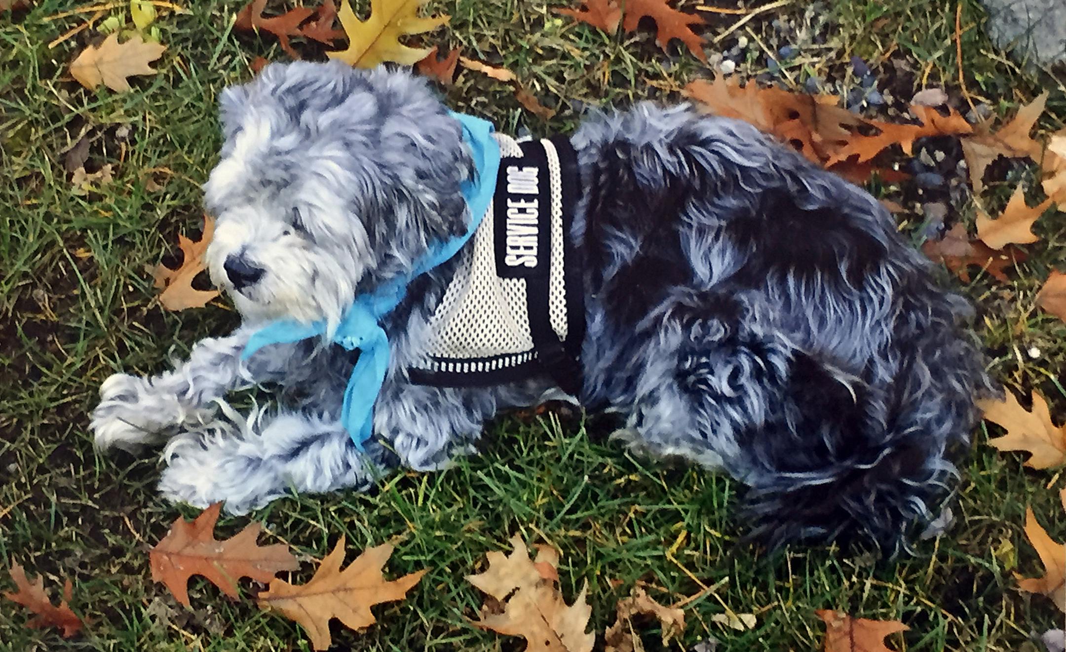 Baby, a 10-year-old Shih-poo, helps Mike Heath with his post-traumatic stress disorder.