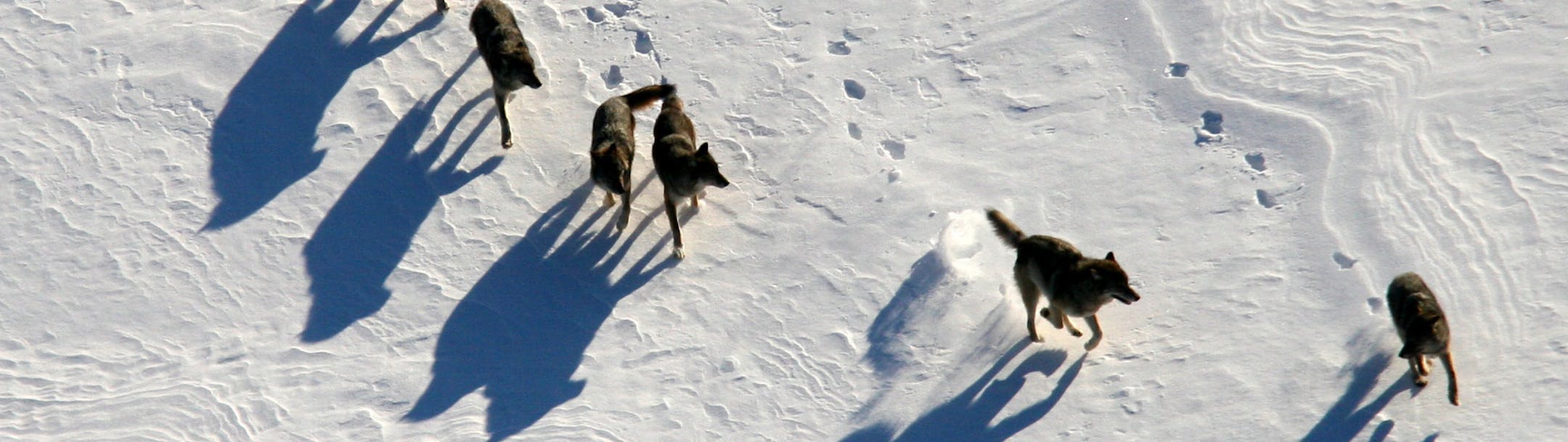 BRIAN PETERSON &#xac;&#x2022;&#x221a;&#xe4;brian.peterson@startribune.com Isle Royale National Park, 9/16/2009 ] Isle Royale is also home to the world&#x221a;&#xef;s longest continuous study of a predator-prey relationship. Moose swam to the island and were living there in the early 1900s. Decades later, wolves crossed a natural ice bridge from Canada in 1949. Isle Royale is an ideal outdoor laboratory to study the wolves and moose. Because there are no roads and vehicles, or cabin-building, or