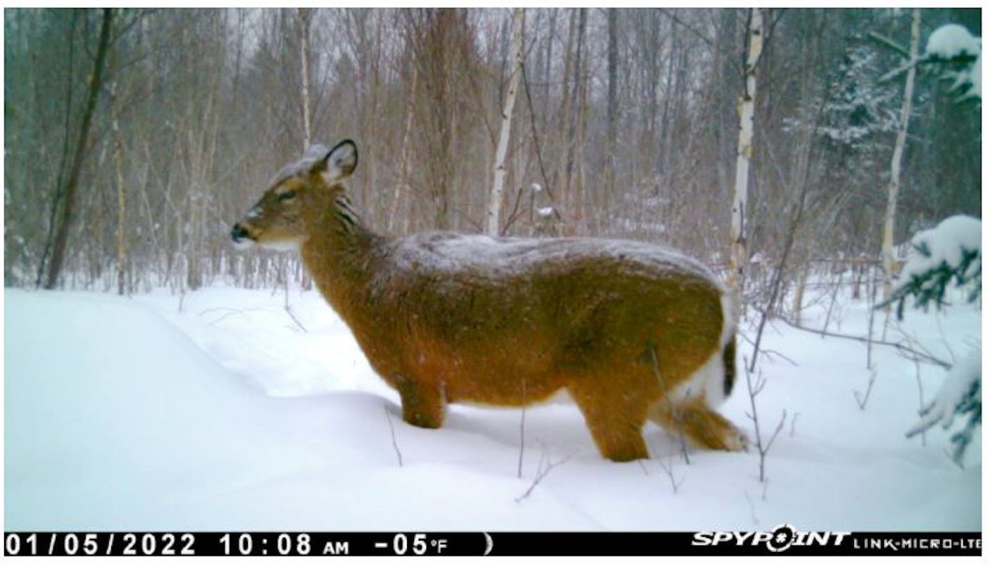 A trail camera caught a glimpse of a whitetail deer in northeastern Minnesota on Jan. 5. The temp was 5 degrees below zero and the snow was nearly to her belly. In many parts of the north, deer are struggling with with severe conditions. Photo by Brian Peterson