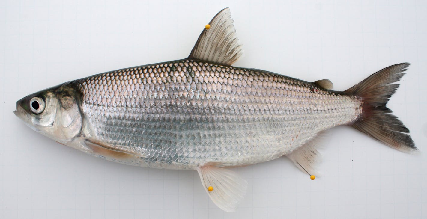 Photo by Peter Jacobson. tullibee on ice, caught on Green Lake.