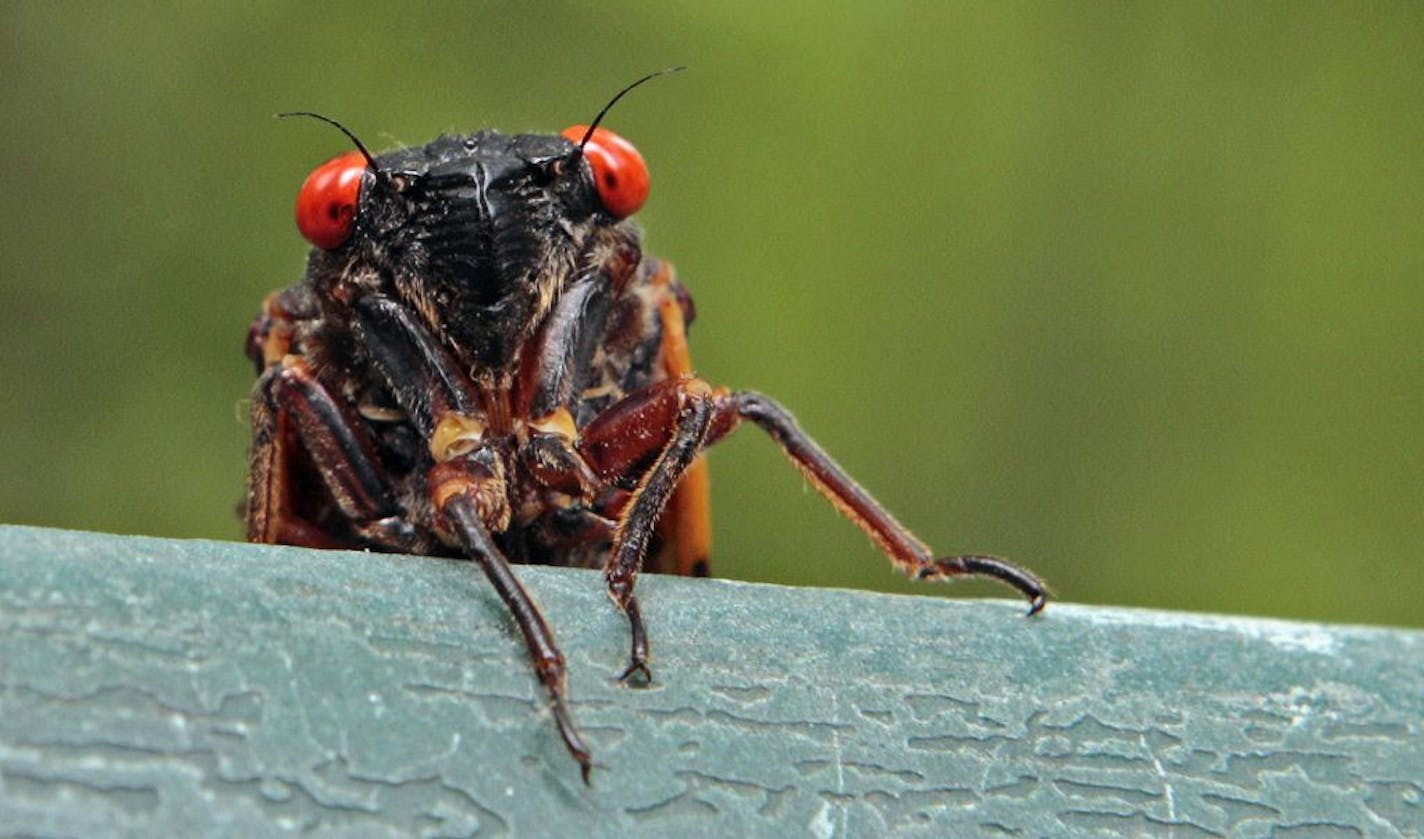 A 13-year cicada peers over a ledge in Chapel Hill, N.C., Wednesday, May 11, 2011. Portions of the southern states are currently experiencing the emergence of the periodic cicadas, which tunnel their way to the surface to shed their skin and mate after 13 years underground.