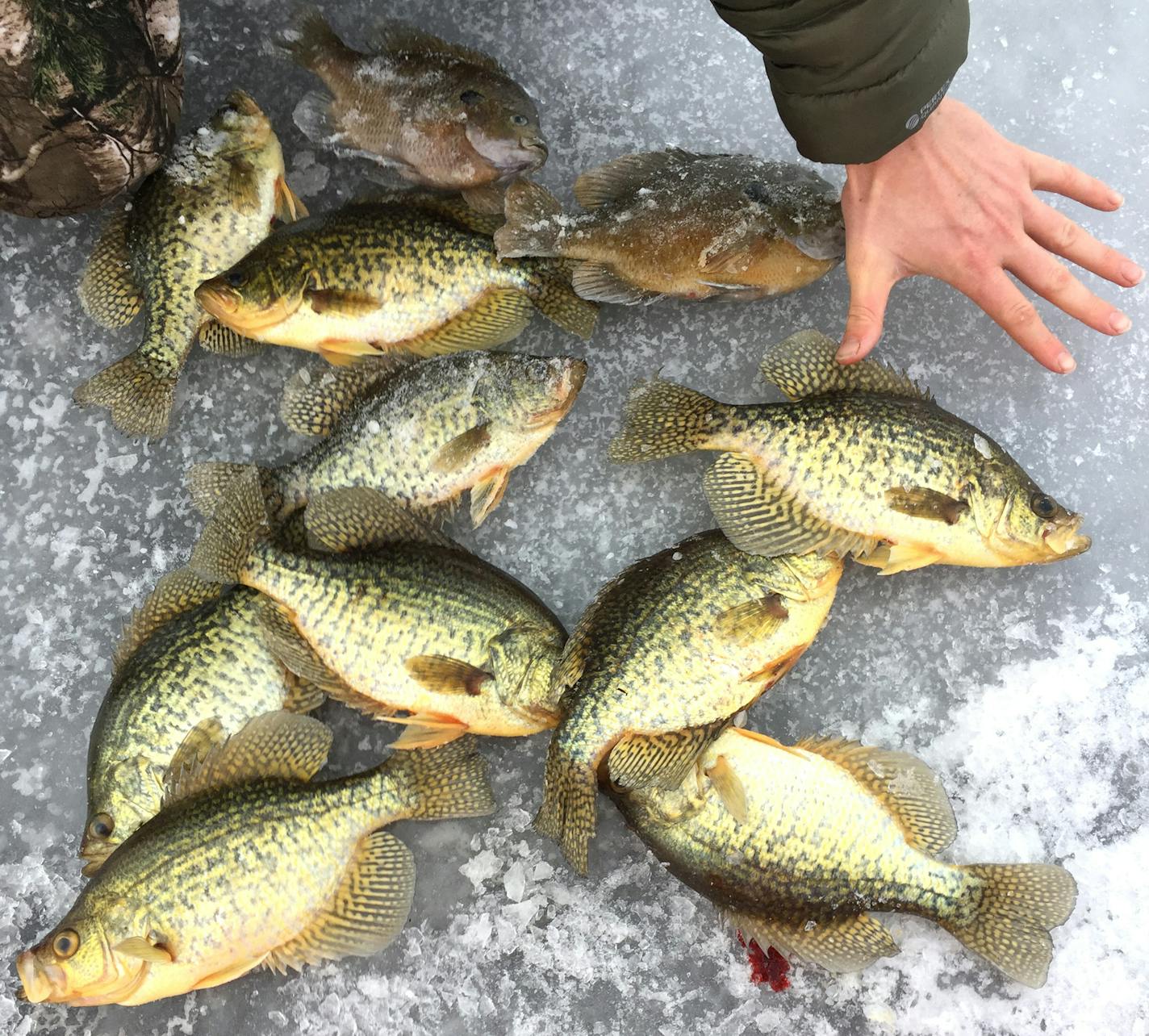 Big crappies and sunnies like these: Everyone wants them, but increasingly they are difficult to find in Minnesota.