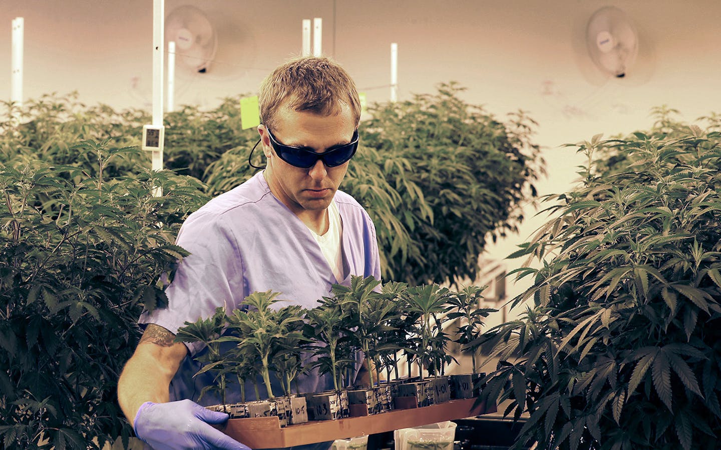 An employee sorted marijuana plants during a tour of Leafline labs a 42,000-square-foot marijuana greenhouse and production facility Wednesday June 17, 2015 in Cottage Grove MN.] Jerry Holt/ Jerry.Holt@Startribune.com ORG XMIT: MIN1506171447390949