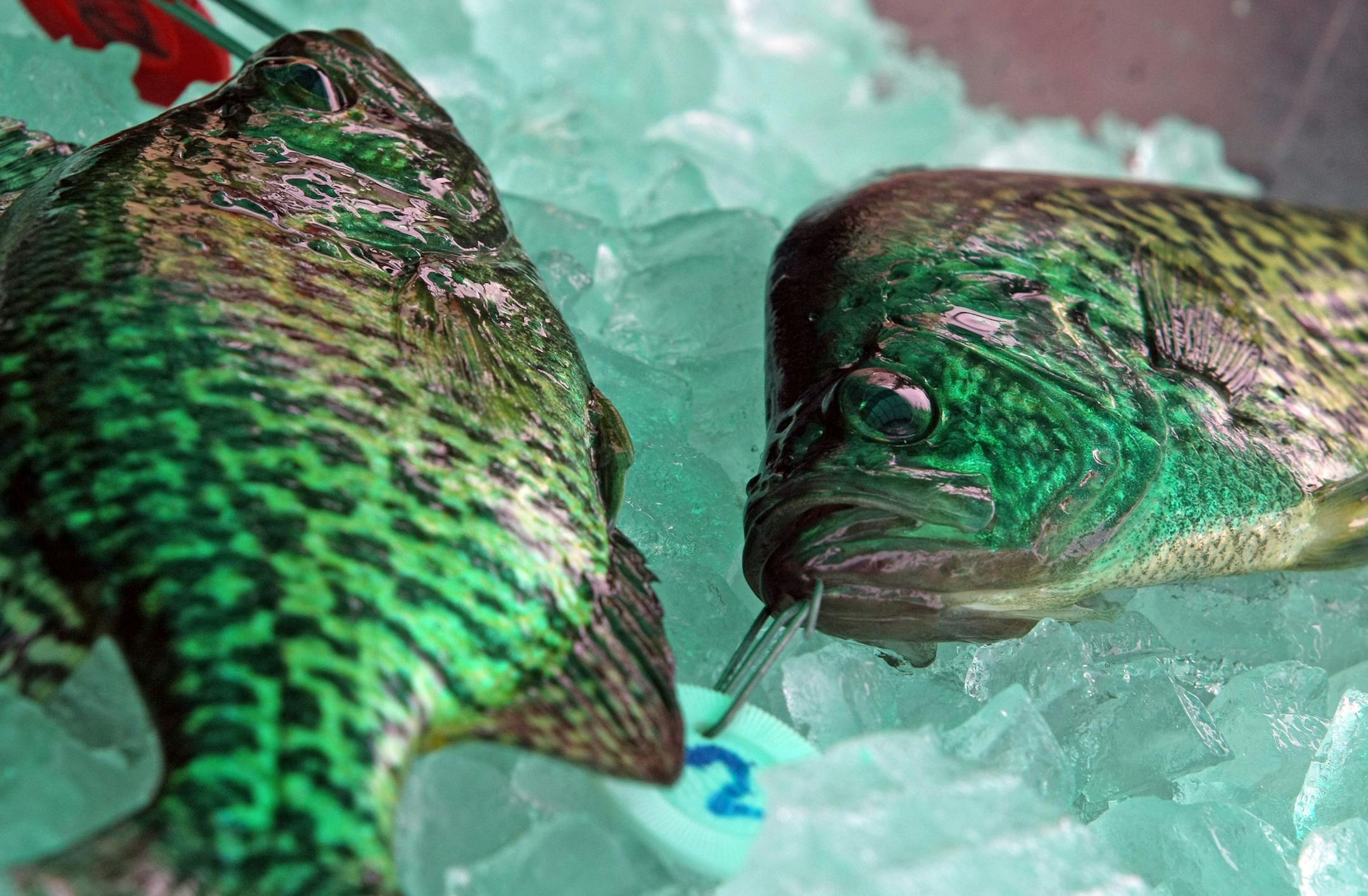 BRUCE BISPING ‚Ä¢ bbisping@startribune.com Lake Minnetonka, MN., Saturday, 4/25/2009] After being weighed crappies were put on ice during the 42nd Lake Minnetonka Crappie Fishing Contest held Saturday. Around 500 people entered the fishing contest, sponsored by Lord Fletchers at the last minute, after the contests corporate sponsor pulled out for this years competition. All proceeds from the competition went to the Leukemia & Lymphoma Society. The top three largest fish earned p