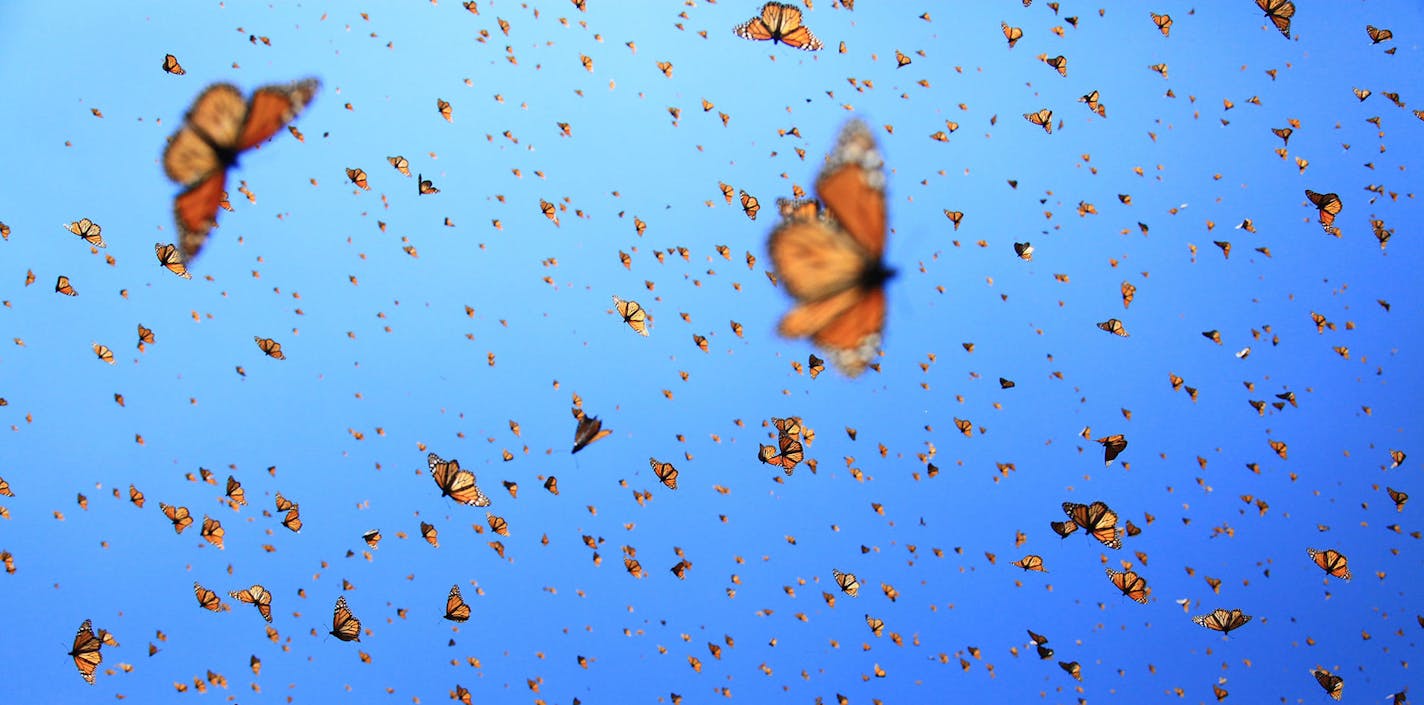 Provided by Science Museum of Minnesota A scene from the "Flight of the Butterflies" Omnitheater film.