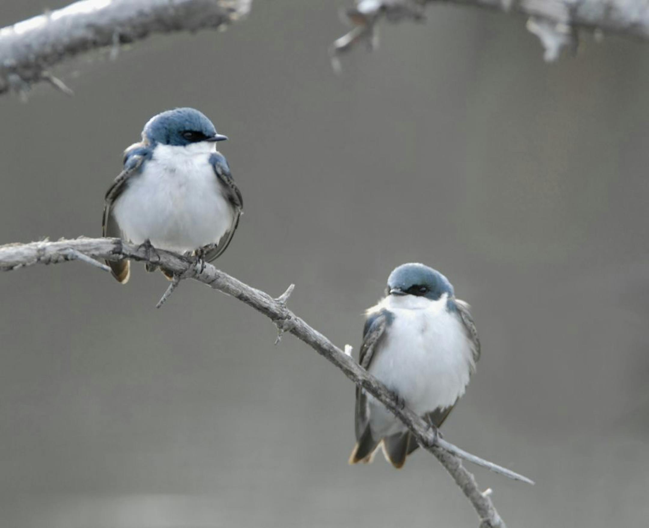 Tree swallow paircredit: Jim Williams