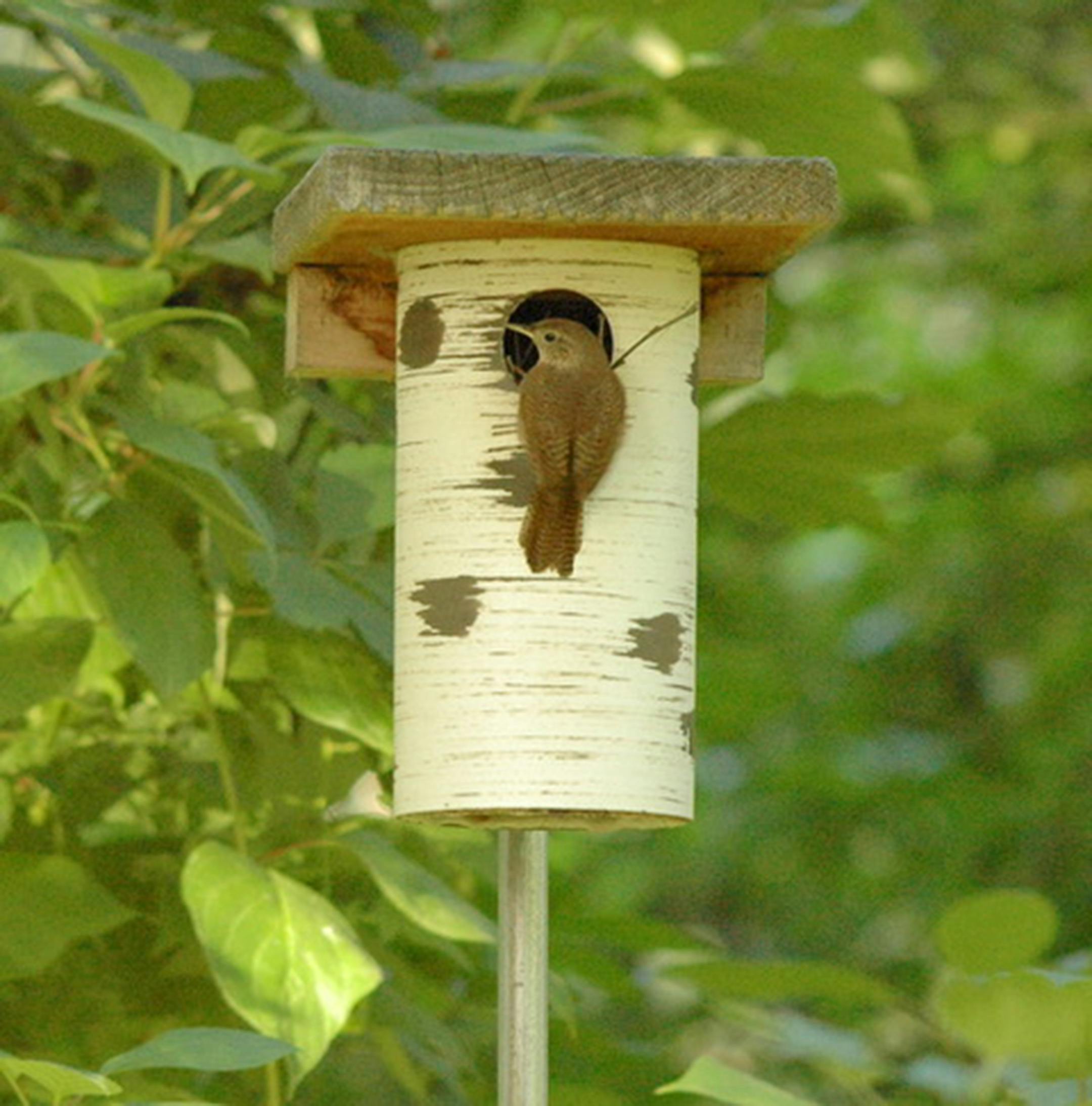 This is the Gilbertson pvc box, attractive to bluebirds, chickadees, and house wrens. It is easily mounted on electric conduit over rebar.Jim Williams photo