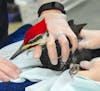 Injured pileated woodpecker gets treatment at the Wildlife Rehabilitation Center in Roseville. Credit: Jim Williams, special to the Star Tribune