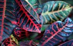 Leaves of a croton plant.