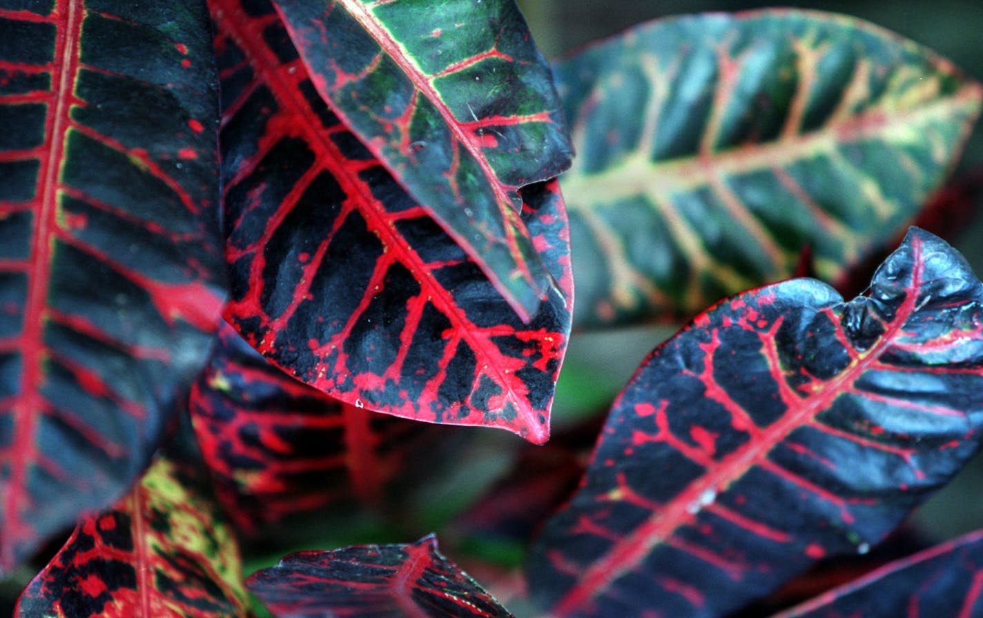 Leaves of a croton plant.