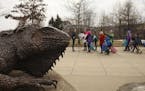 A waited for students to assemble with her outside the entrance to the Science Museum of Minnesota, near Iggy the Iguana sculpture Thursday afternoon.