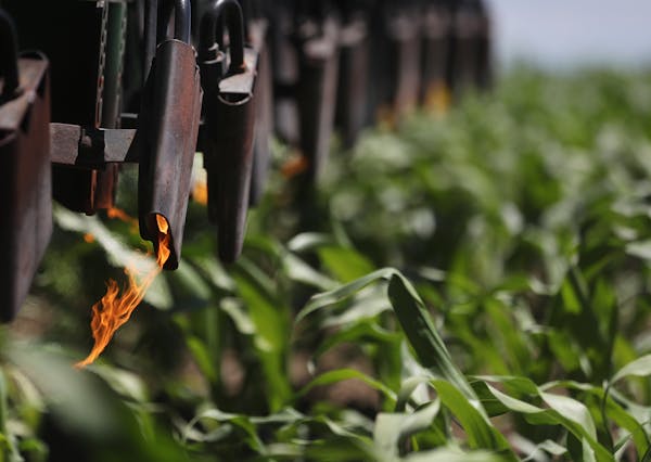 A flame cultivator at work on an organic grain farm in Minnesota. Federal prosecutors say a southwestern Minnesota farmer reaped up to $46 million in 
