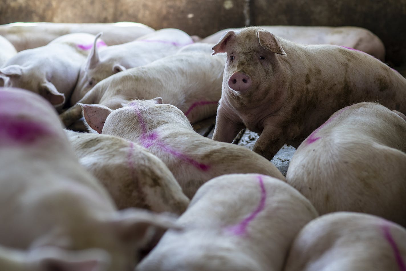 Centerville, South Dakota, Wednesday, May 6, 2020. Newly marked pigs at Craig Anderson's farm are ready to be shipped to a meat packing facility. Anderson, wasn't directly affected by the shutdown of the nearby Smithfield meat processing plant, but still faces the possibility of having to euthanize stock if facilities he contracts with are shut down. (Robert Gauthier/Los Angeles Times/TNS) ORG XMIT: 1675150 ORG XMIT: MIN2005291644010305