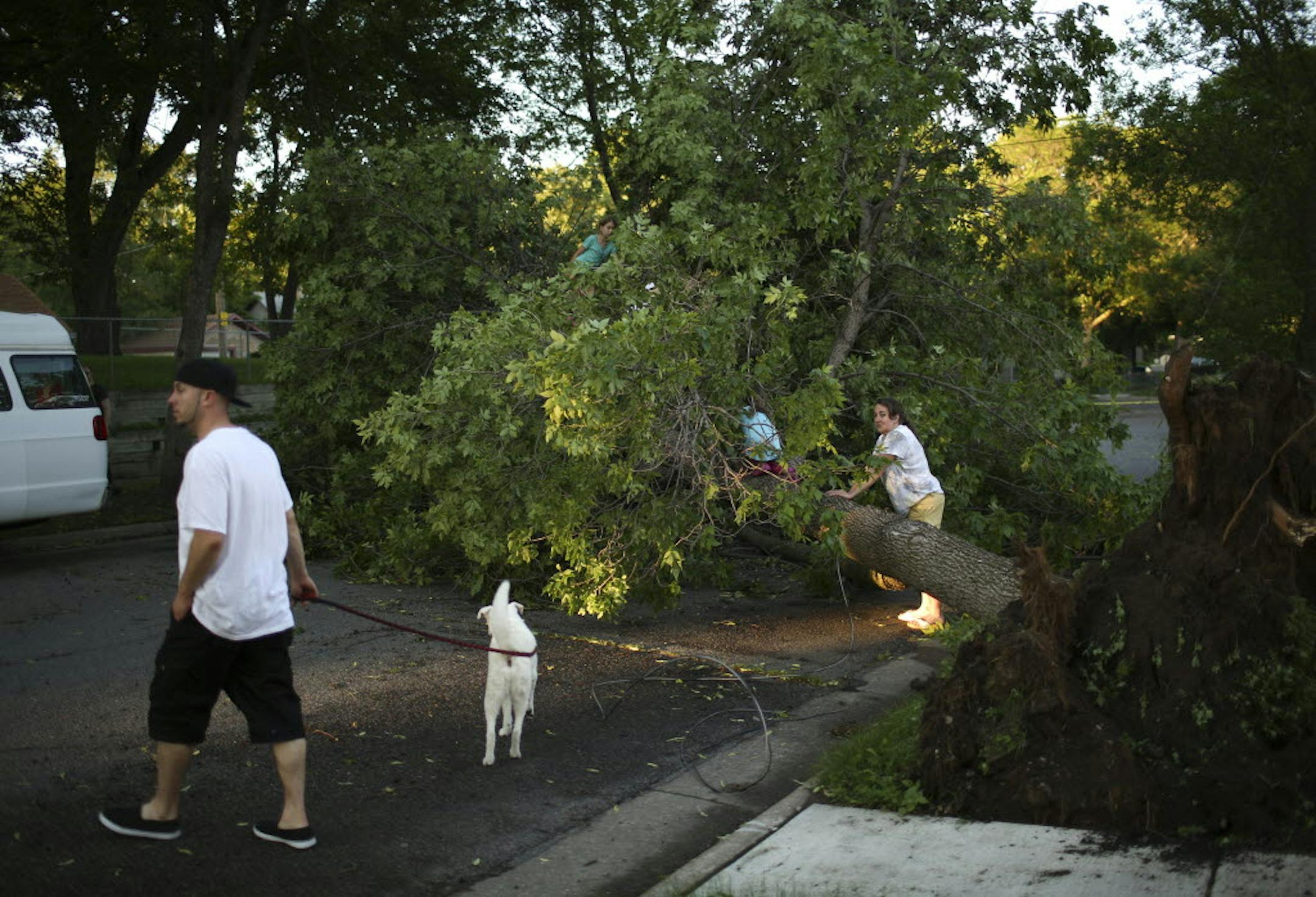 Chelsea Miller kept an eye on her daughters, Madi and Luci, left, who were exploring a tree that had fallen across E. 34th St. near their home Sunday evening as a storm with high winds blew through. Her husband, Greg, left, was with them.