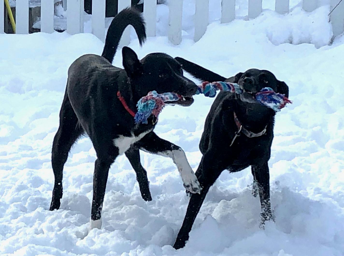 Angus and Rosie play exuberantly but when Rosie is agitated, Angus tries to soothe her.