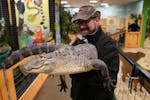 Bob Pilz carried Roger, an American alligator, at Sustainable Safari in Maplewood in October 2020.