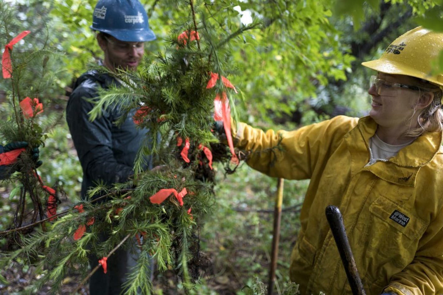 Andrew Marotz left and Becca Hanson members of the Conservation Corps planted around 100 tamarack trees near highway 61 and Warner Road Wednesday September 19, 2018 in St Paul, MN.