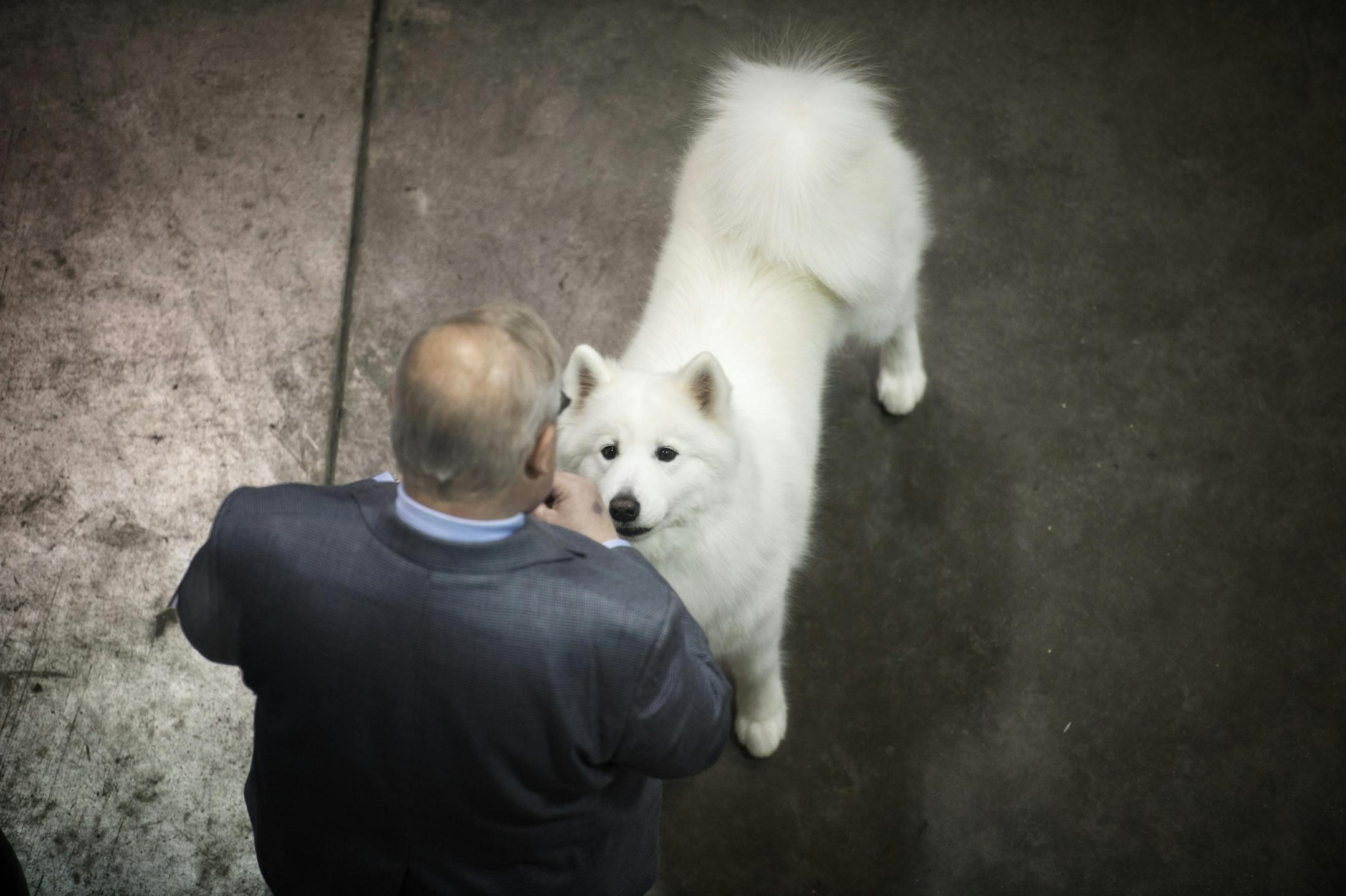 A Samoyed dog keeps an eye on its owner, waiting for a treat.
