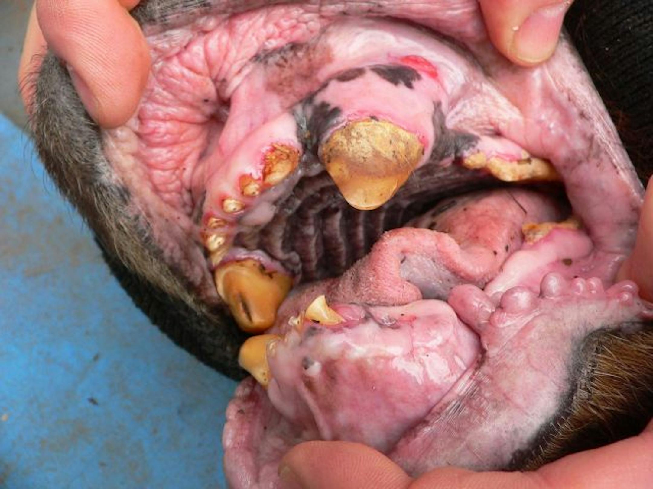 After 36 years, bear No. 56's teeth are well-worn, chipped and missing. Still, overall, researchers say she's in good health.