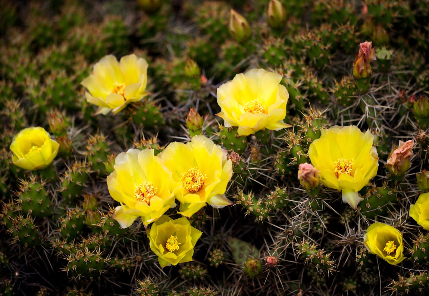 South Western Minnesota is home to cactus plants like this blooming Prickly Pear Cactus in the Rock Ridge Prairie near Jeffers. ] Minnesota State of Wonders - Summer on the Prairie. BRIAN PETERSON &#x2022; brian.peterson@startribune.com Luverne, MN 08/02/14