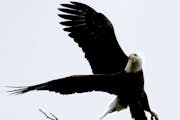 A bald eagle takes flight from a tree near Lake Bde Maka Ska.