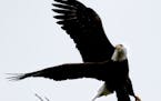 A bald eagle takes flight from a tree near Lake Bde Maka Ska.