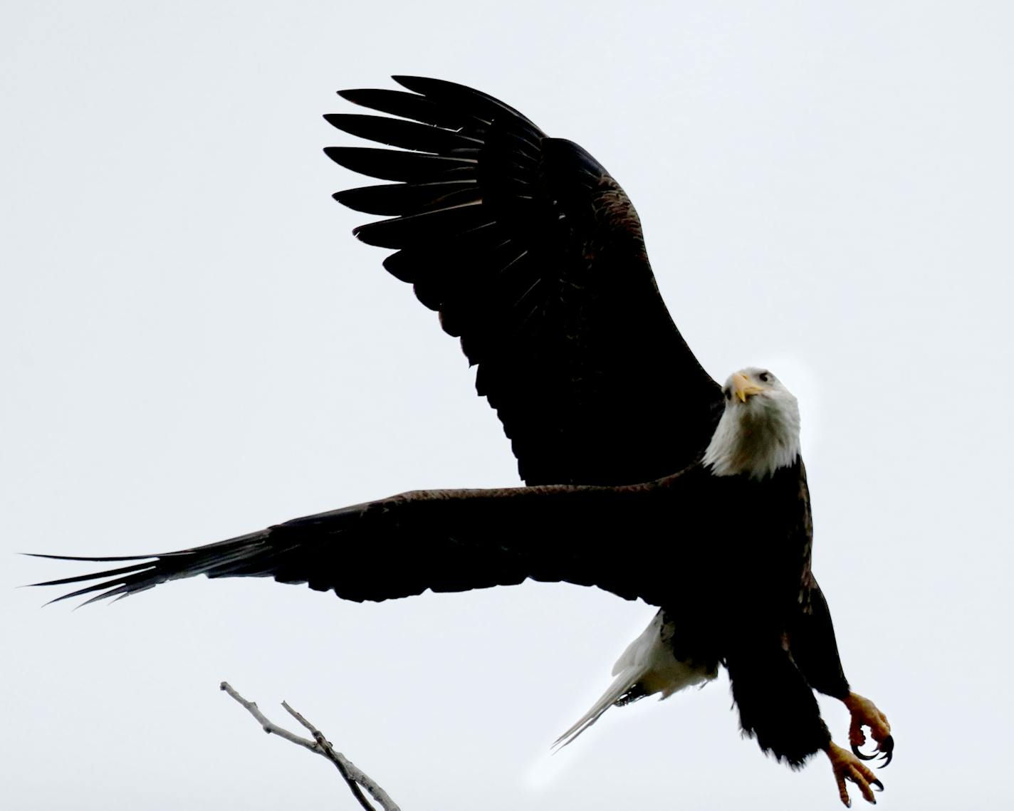 A bald eagle takes flight from a tree near Lake Bde Maka Ska.