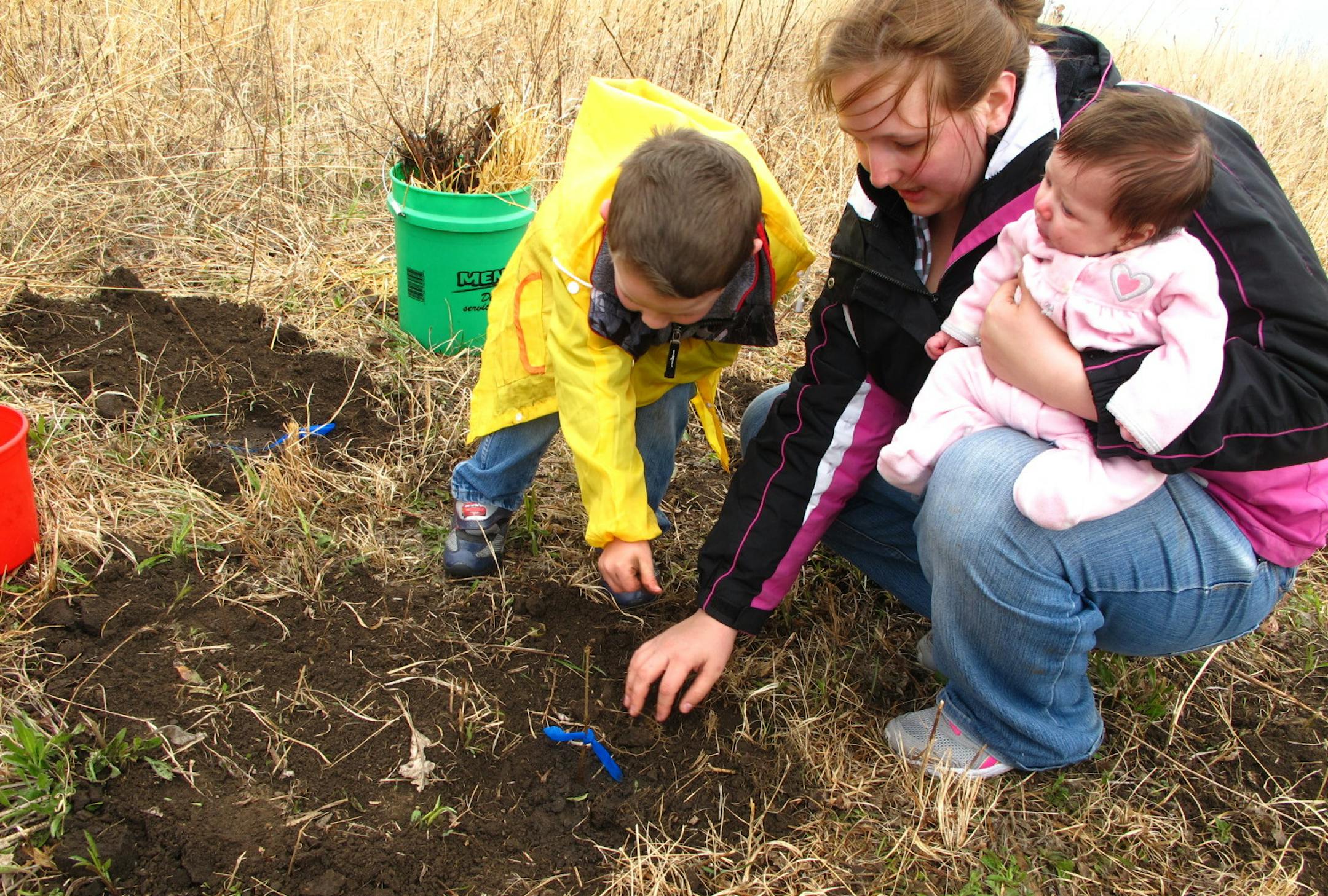 Maplewood resident Marissa Iacono joins her son Lucas, 4, and daughter Danielle, 7 weeks old, to inspect one of the several hundred oak tree seedlings their volunteer group had planted for Arbor Day last week. Photo by Blair Emerson