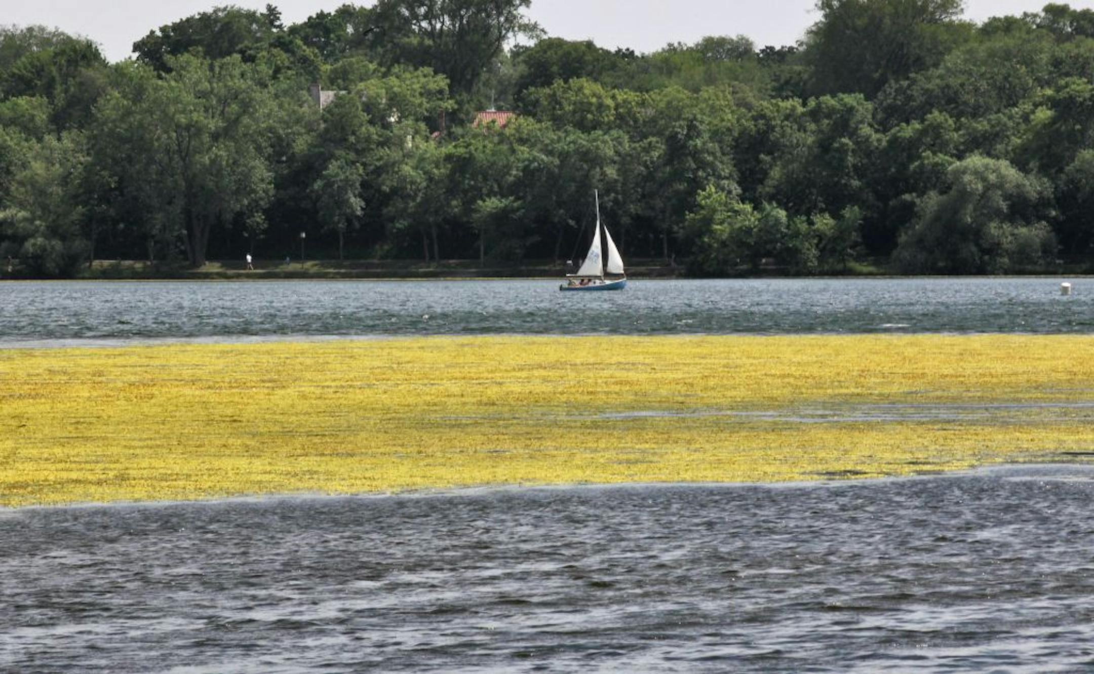 Milfoil carpeted a section of Lake Harriet in Minneapolis. The water week plagues many area lakes and is getting an earlier start this year.