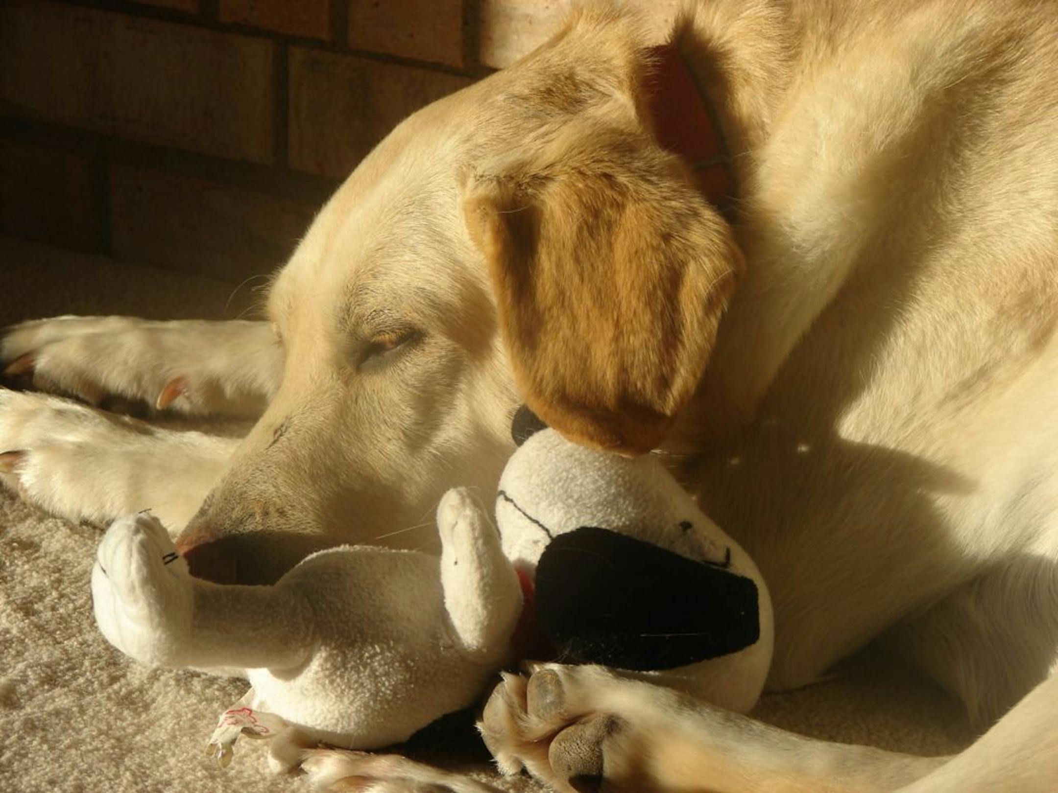 Ed, Bill and Patti Greenagel's adopted golden lab mix who was named Eagan's top dog in 2011.