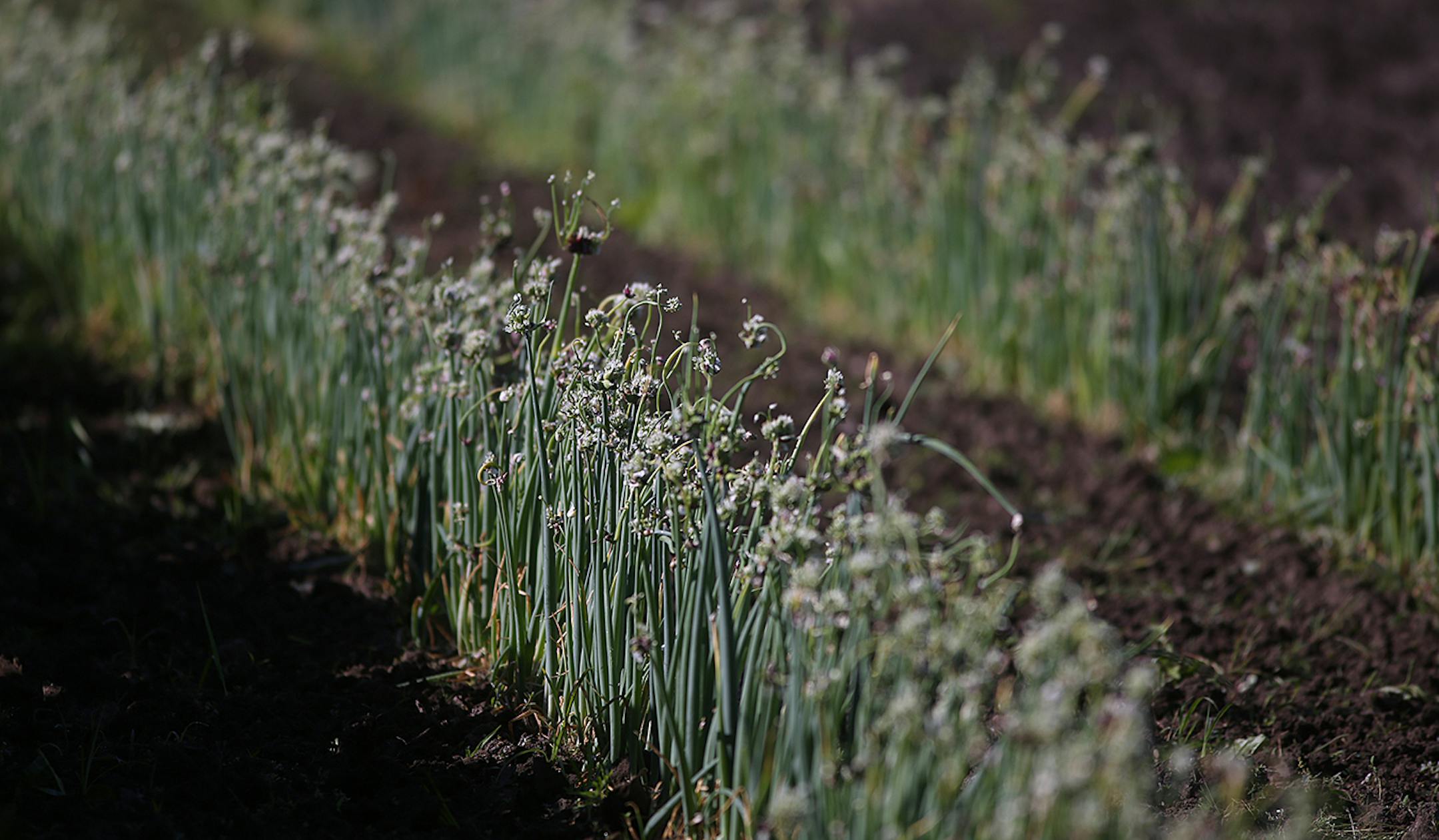 Onions are also grown on the Thao farm. These plants will be used to produce seed for future crops.