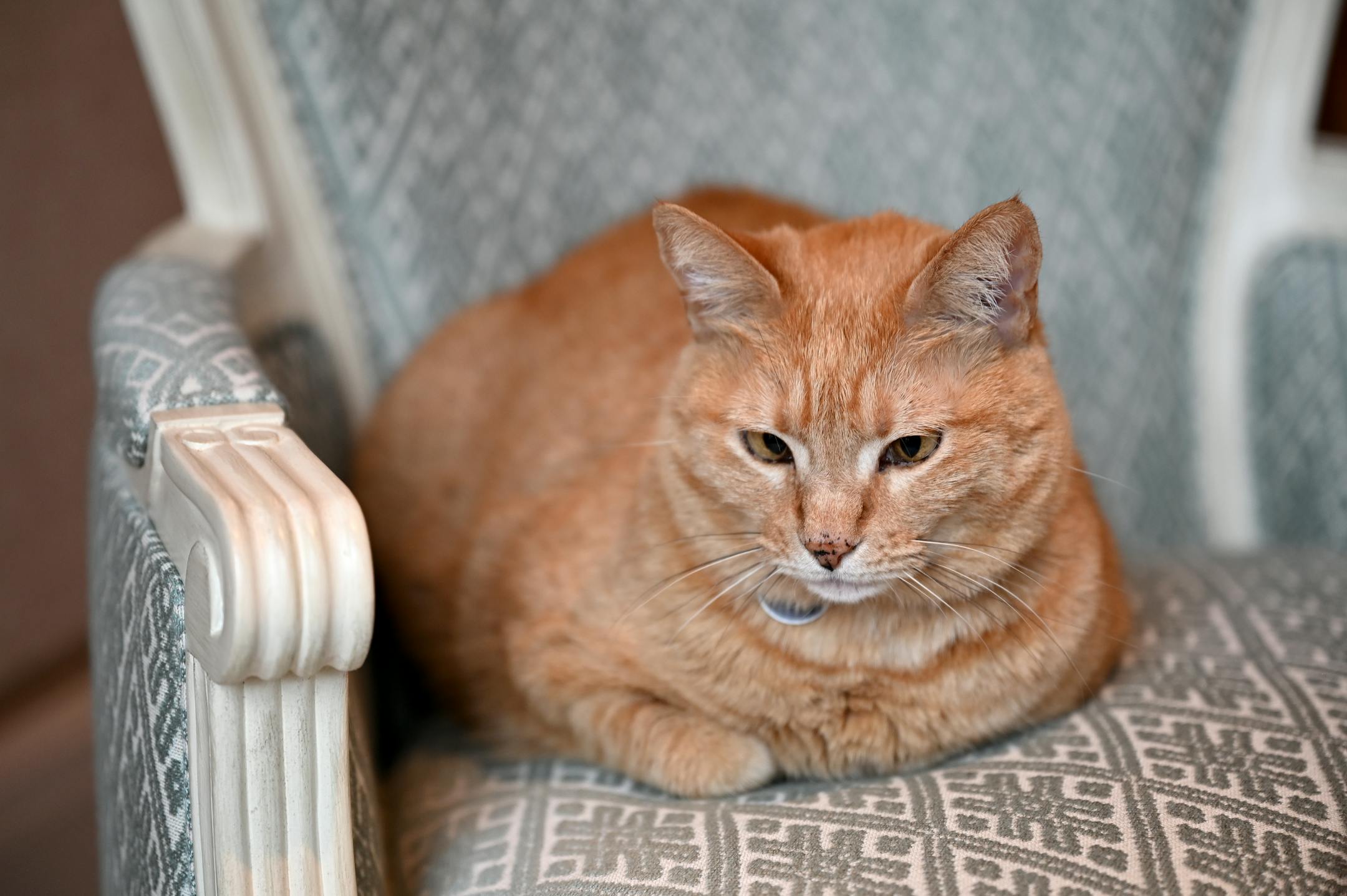 Sara and Peter O'Keefe's cat Tropic, a rescue tabby from the Bahamas, inspired designer Barry Dixon to create a dining room based on her colors. MUST CREDIT: Washington Post photo by Katherine Frey