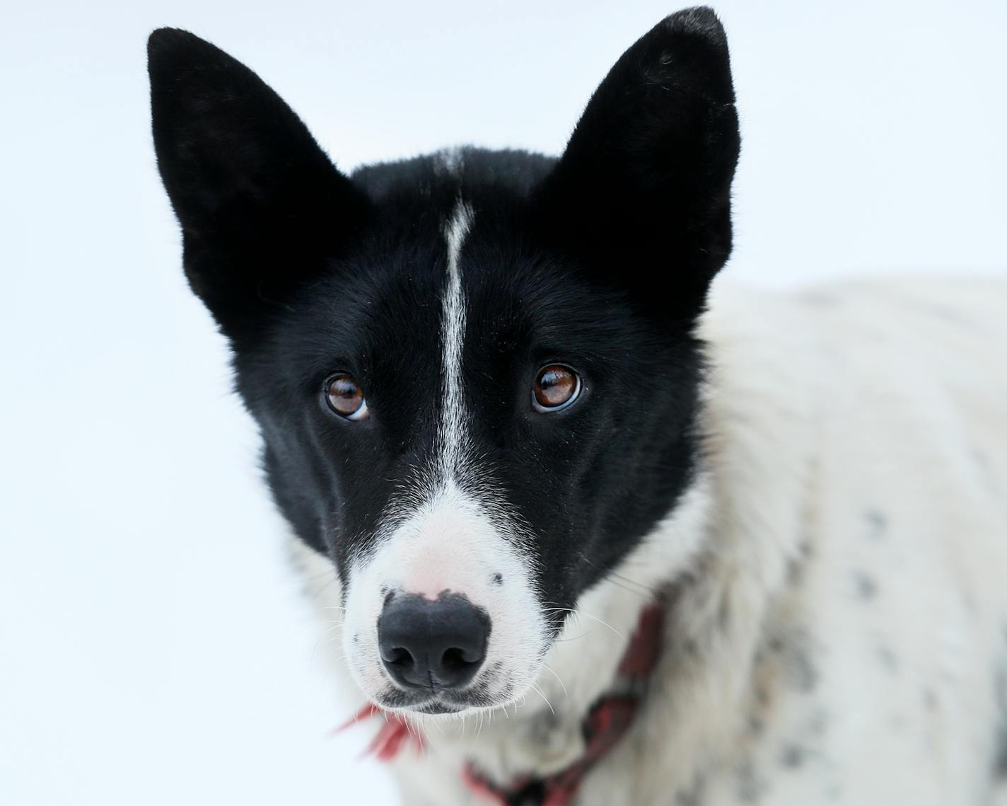 Jasmine - Colleen Wallin, Silver Creek Sled Dogs, handicaps her gang line and tells us what makes her dogs tick. Advancer for Beargrease Sled Dog Race. ] BRIAN PETERSON ¥ brian.peterson@startribune.com
Two Harbors, MN 12/18/2017