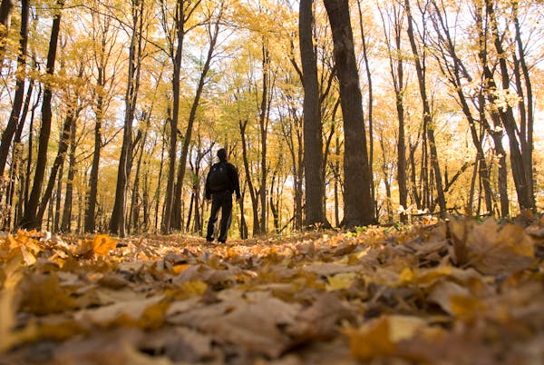 For this year's fall-color viewing, go to southern Minnesota instead of north