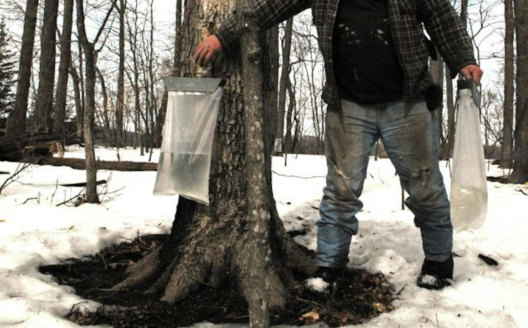 Warm, sunny days last week followed by cool nights were ideal conditions to for sap to start running from tapped maple trees. About 35 gallons of sap are needed to make one gallon of maple syrup.