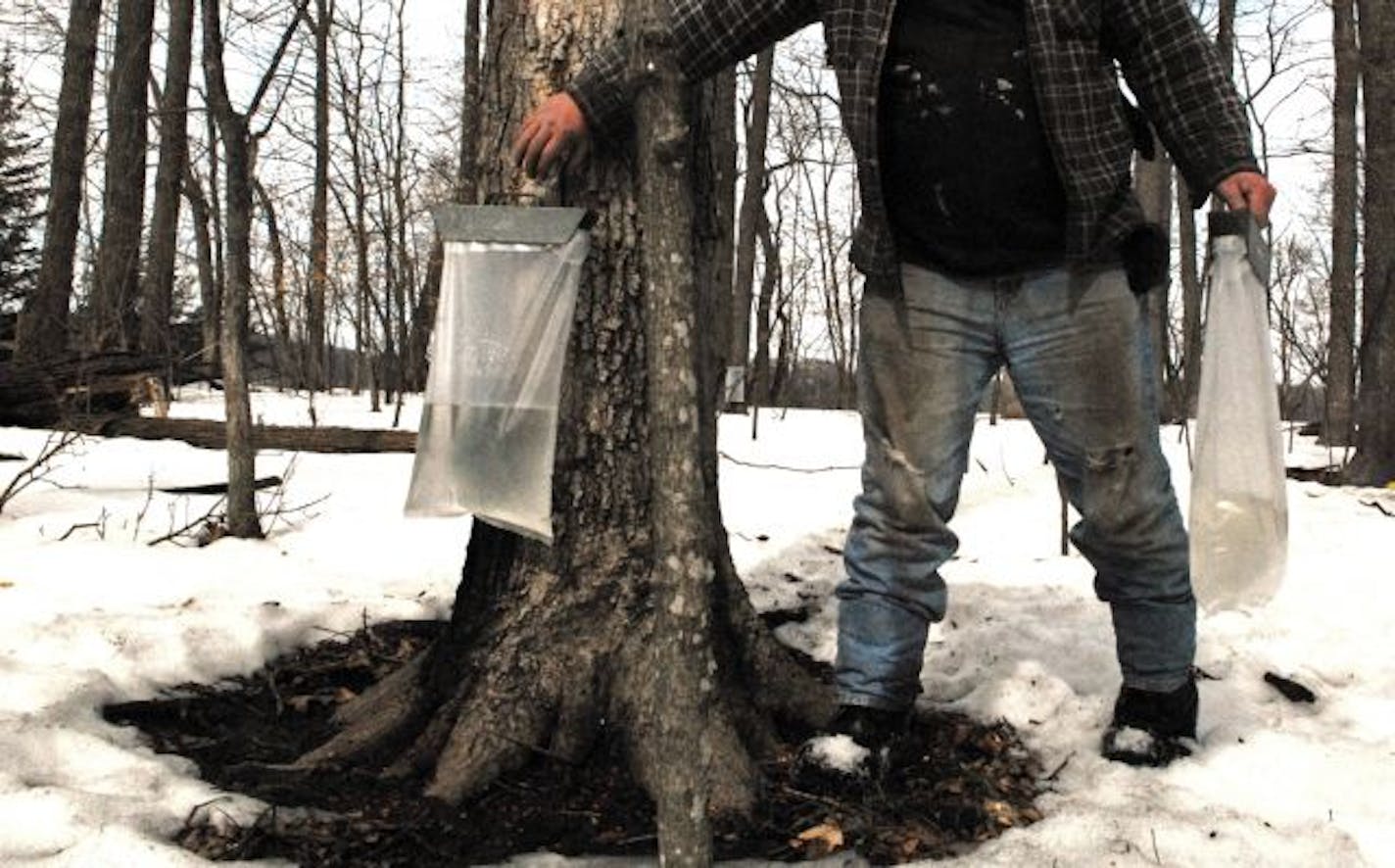 Warm, sunny days last week followed by cool nights were ideal conditions to for sap to start running from tapped maple trees. About 35 gallons of sap are needed to make one gallon of maple syrup.