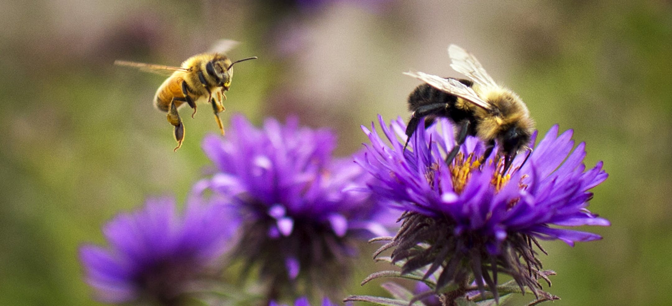 Bees flew from flower to flower gathering pollen int he rain garden that receives rainwater runoff from part of the Mall parking lot. Clifton Aichinger, is the force behind the new stormwater management system at Maplewood Mall. ] GLEN STUBBE * gstubbe@startribune.com ORG XMIT: MIN1209191641190239