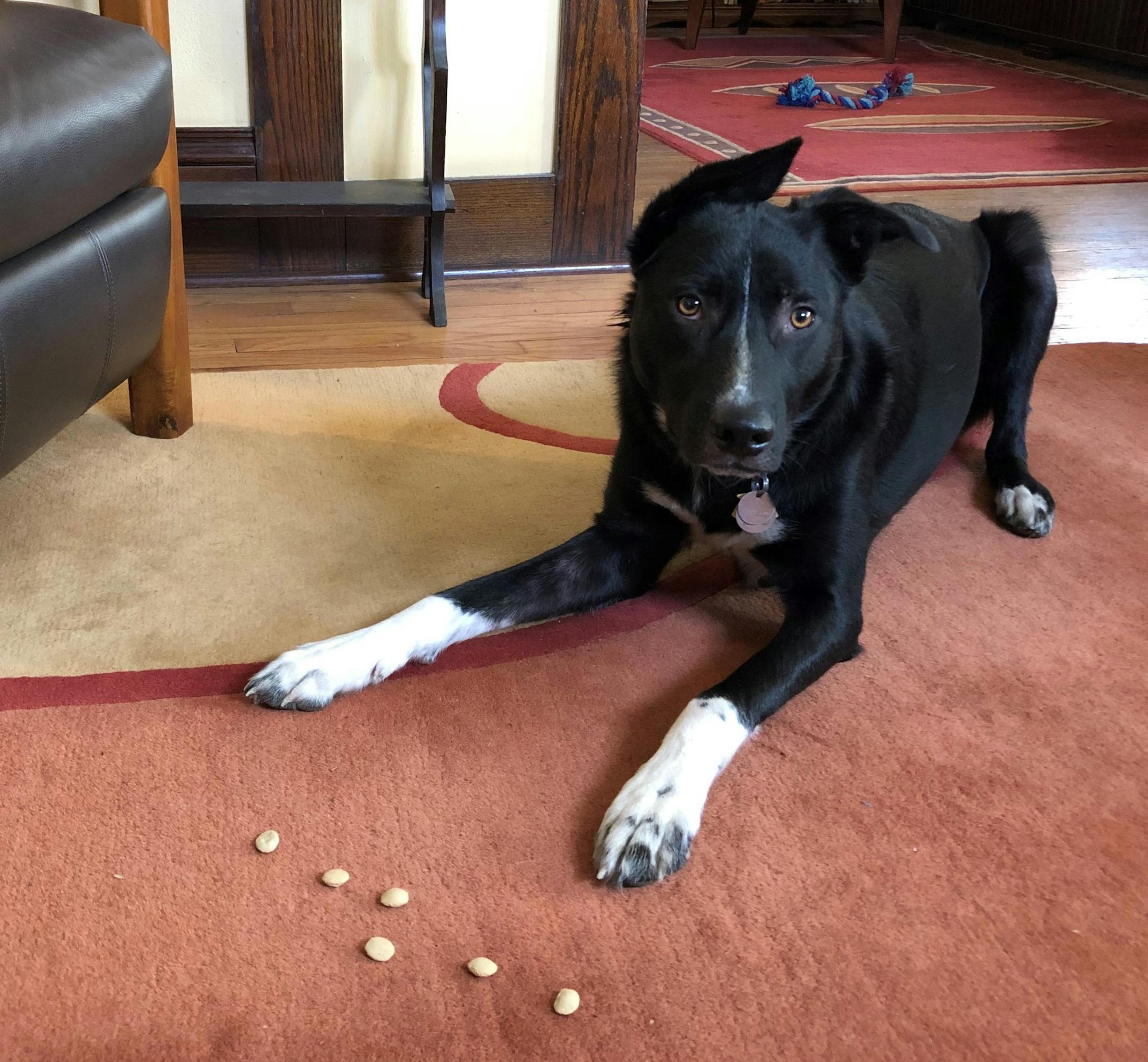 We pratice teaching Angus self-control through games such as this one: He can look at the treats, but he cannot eat them until I say he can eat them.
