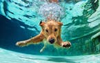 Underwater funny photo of golden labrador retriever puppy in swimming pool play with fun - jumping, diving deep down. Actions, training games with fam