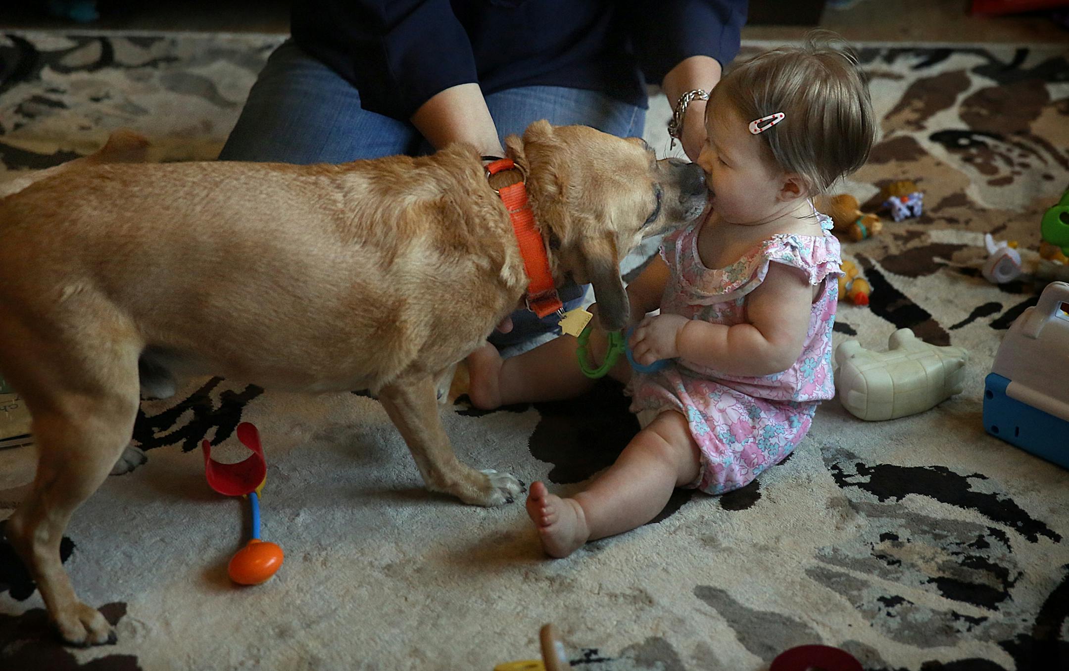 A puppy named Morris greeted Gina Duchene�s 18-month-old baby, Ellie.