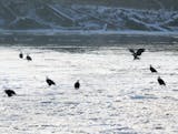 Bald eagles congregate on the ice, near an open stretch of the Mississippi River, below Lock and Dam No. 4 on Jan. 2, 2021, in Alma. During winter, much of the river freezes up and so bald eagles congregate near areas where the water is not frozen in order to hunt for food, including fish, which are a large part of their diet.