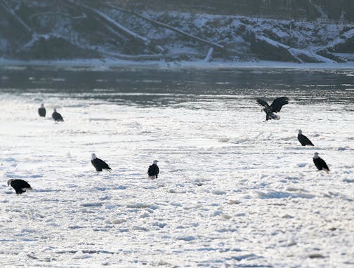 Bald eagles congregate on the ice, near an open stretch of the Mississippi River, below Lock and Dam No. 4 on Jan. 2, 2021, in Alma. During winter, much of the river freezes up and so bald eagles congregate near areas where the water is not frozen in order to hunt for food, including fish, which are a large part of their diet.