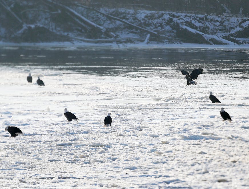 Bald eagles congregate on the ice, near an open stretch of the Mississippi River, below Lock and Dam No. 4 on Jan. 2, 2021, in Alma. During winter, much of the river freezes up and so bald eagles congregate near areas where the water is not frozen in order to hunt for food, including fish, which are a large part of their diet.