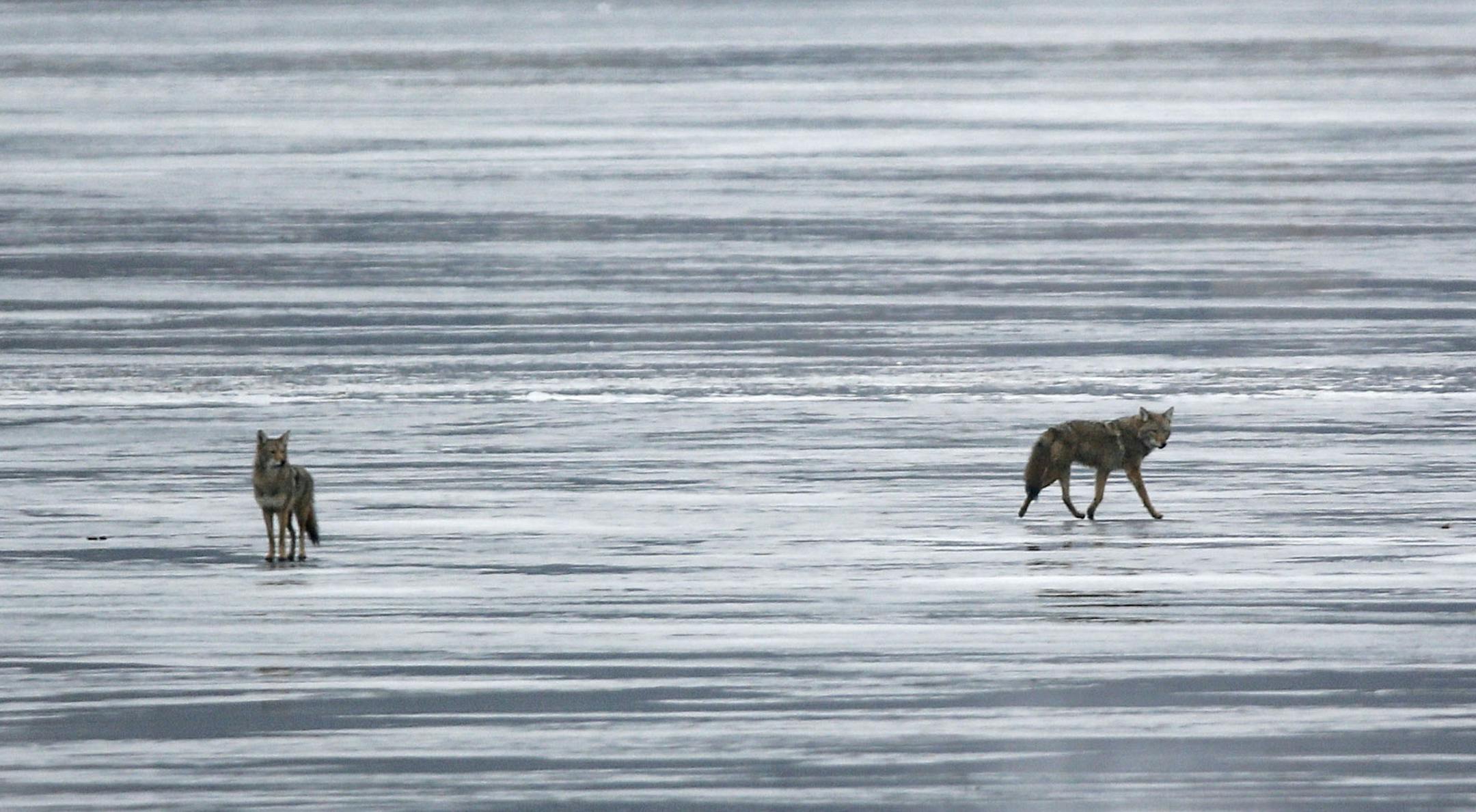 A pair of coyotes roamed the semi-frozen Lake Calhoun Saturday, Dec. 13, 2014, in Minneapolis, MN. ](DAVID JOLES/STARTRIBUNE)djoles@startribune.com A pair of coyotes roamed the semi-frozen Lake Calhoun. ORG XMIT: MIN1412131314500013