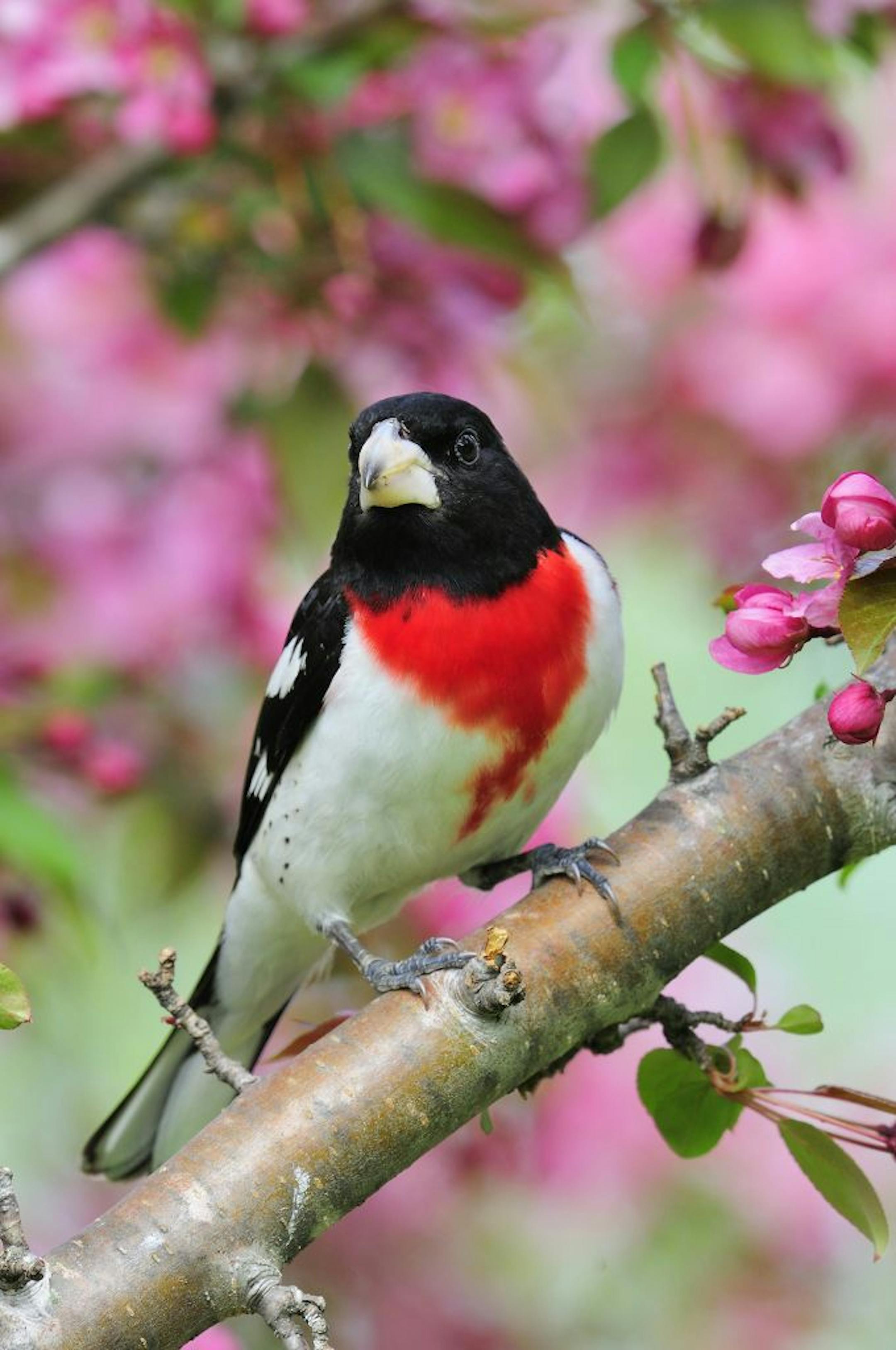 A male rose-breasted grosbeak perched among the blooms of a red-splendor crab apple tree. It's obvious how the bird gots in name.