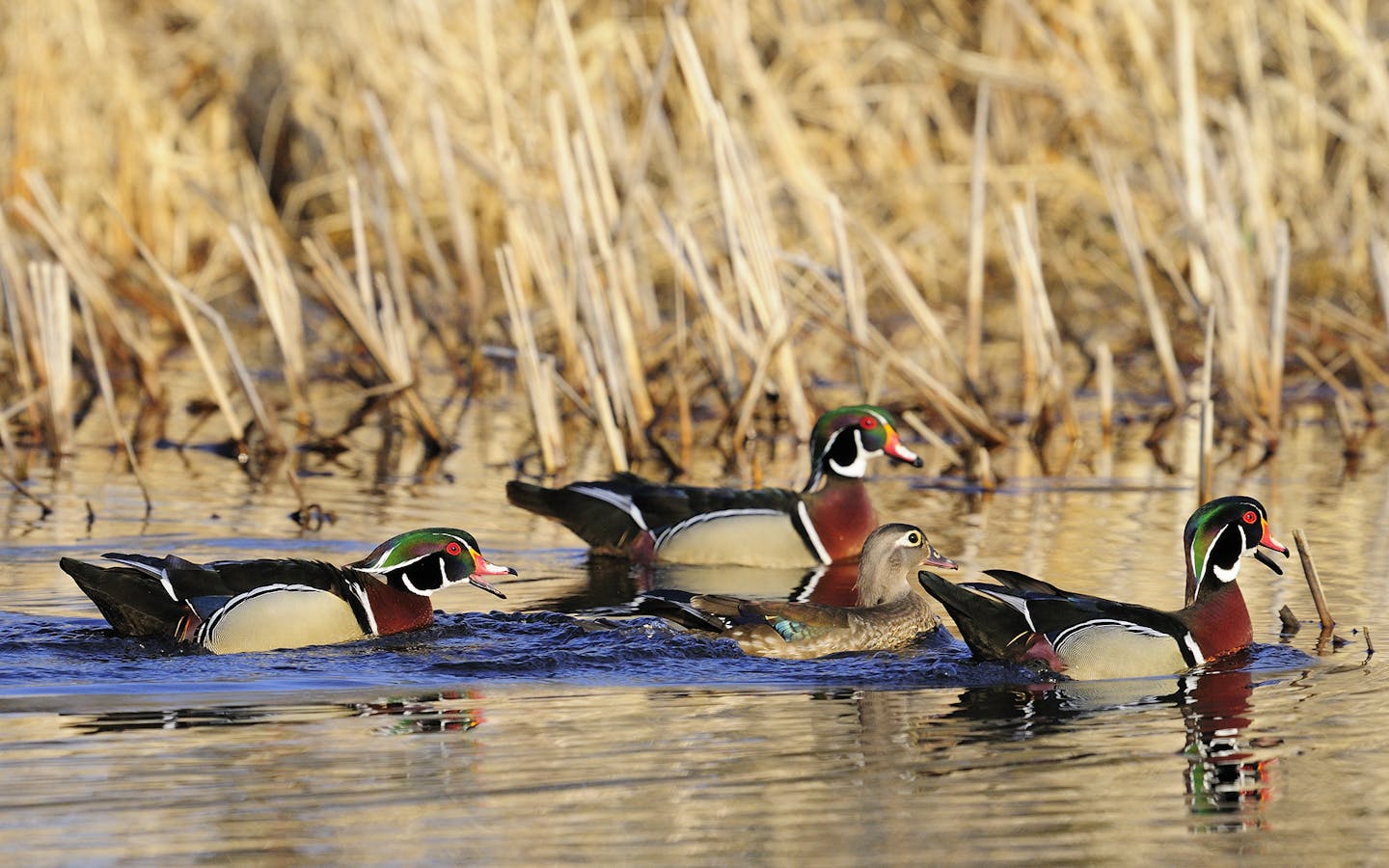 DO NOT USE! ONE-TIME USEAGE WITH BILL MARCHEL COPY ONLY! An unpaired hen wood duck is escorted by three male suitors.