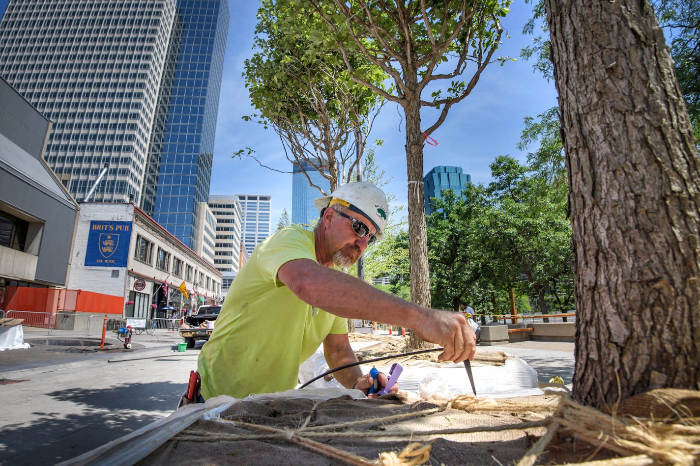 Jim Paul of Sterling Arbor, Scandia, placed an irrigation line in the root ball of a 15-year-old swamp white oak before it is planted near Peavey Plaza on Nicollet Mall. ] GLEN STUBBE &#x2022; glen.stubbe@startribune.com Friday June 9, 2017 While Nicollet Mall is still very much a construction zone, about 20 trees arrived on the Mall, the first of more than 200 that will be planted along the revamped corridor. Varieties include Swamp White Oak, River Birch and Whitespire Birch. Most of these tre